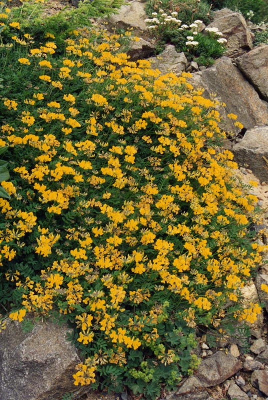 Hippocrepis comosa